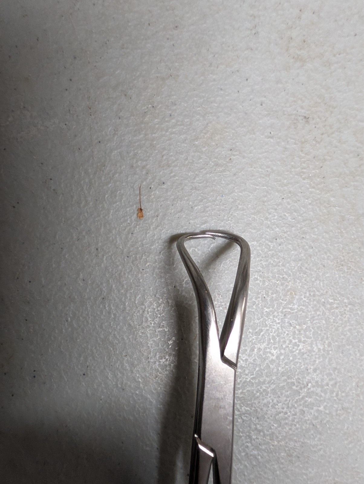Aesculap BF433R Backhaus Towel Clamp 5¼” Curved Angled Stainless Steel