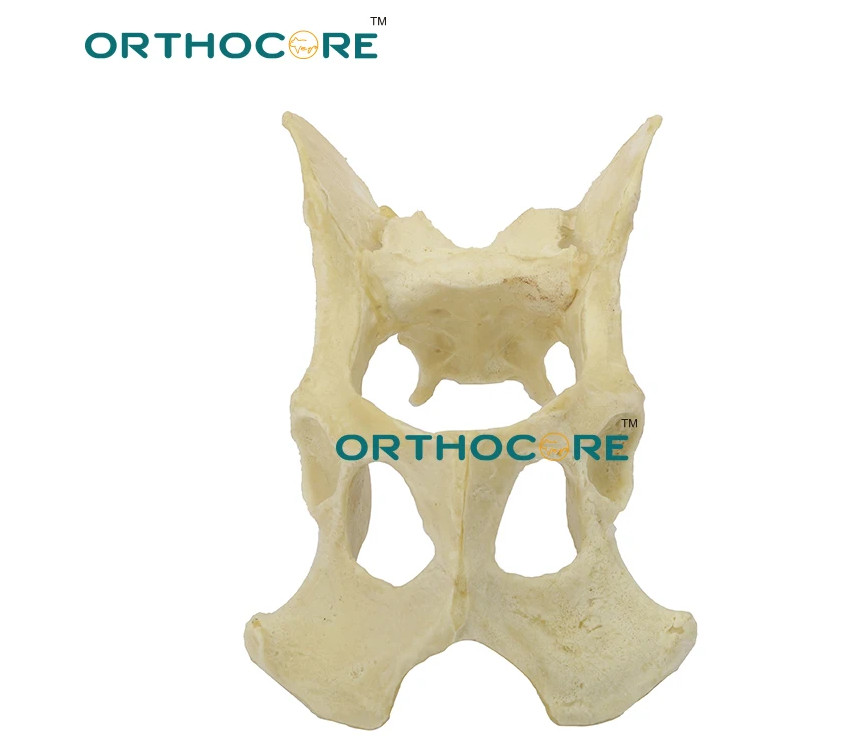 Orthopedic Skeleton Model Education Pelvis Veterinaria Mascotas Pets veterinary
