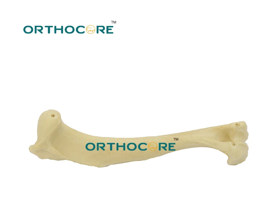 Orthopedic Skeleton Model Education Pelvis Veterinaria Mascotas Pets veterinary