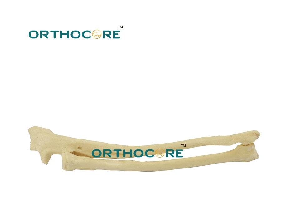 Orthopedic Skeleton Model Education Pelvis Veterinaria Mascotas Pets veterinary
