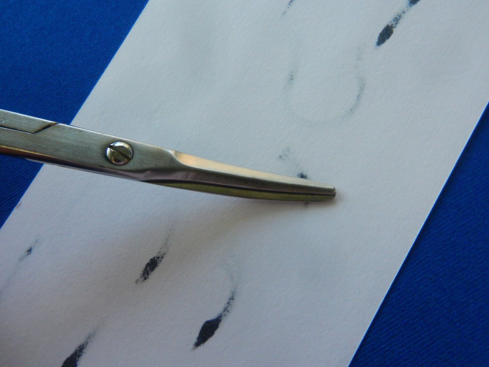 E3087 V. Mueller CH5680 Potts-Smith Curved Blunt Scissors